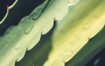 Aloe Vera: Fuerteventuras Heilpflanze, nicht nur gegen Sonnenbrand!