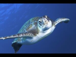 Video-Vorschaubild: Tauchen auf Fuerteventura