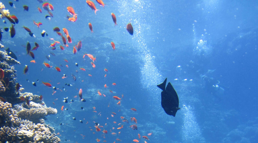tauchen auf fuerteventura - fische beobachten